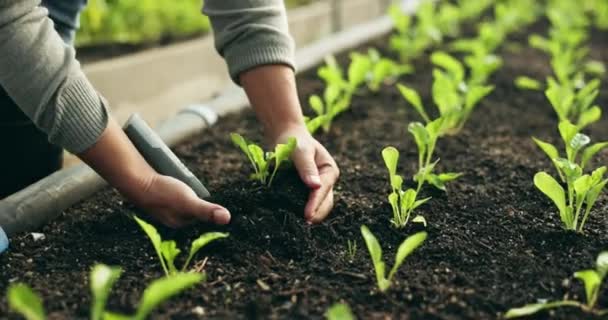 Ispanak Çiftliğindeki Çiftçinin Tarımı Toprağı Elleri Doğadaki Sebze Hasadı Organik — Stok video