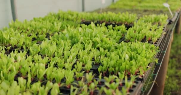 Groen Sla Planten Kas Voor Landbouw Landbouw Groei Productie Van — Stockvideo