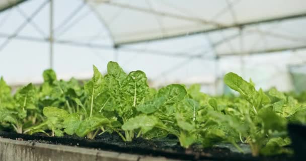 Eau Plantes Laitues Serre Pour Agriculture Agriculture Production Culture Légumes — Video
