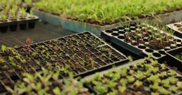 Plants Tray Seedlings Agriculture Closeup Vegetables Growth Handheld Movement Sustainability — Stock Video