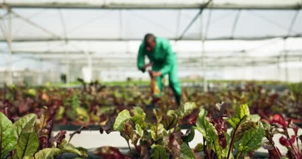 Rostlinná Zeleninová Zahrada Sklizeň Lidí Zeleném Domě Zemědělstvím Udržitelností Listím — Stock video