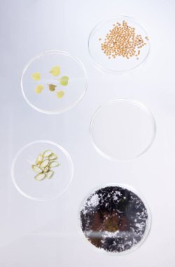 Petri kabı, örnek ve bilim, ekoloji ve yapraklar toprak, tarım ve çevre araştırmaları laboratuvarda üst düzeyde. Araştırma, sürdürülebilirlik ve soruşturma, bilimsel test geçmişi ve geleceği.