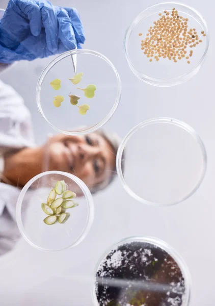 Placa Petri Muestra Ciencia Ecología Hojas Con Suelo Agricultura Medio — Foto de Stock