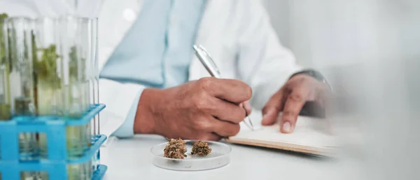 大麻研究和男子在实验室 Cbd和大麻写作笔记 用于医疗创新 实验室分析和420名从事植物和农业药物研究的科学家 — 图库照片