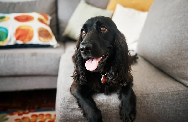 Relax Cute Dog Sofa Living Room Home Domestic Pet Companion — Stock Photo, Image