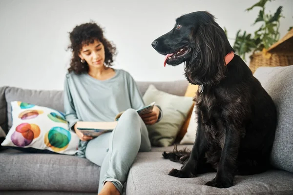 Woman, reading a book and a dog on home sofa to relax with animal in a living room. Pet owner, happiness and a young person on a couch with love, care and wellness or friendship in a cozy apartment.