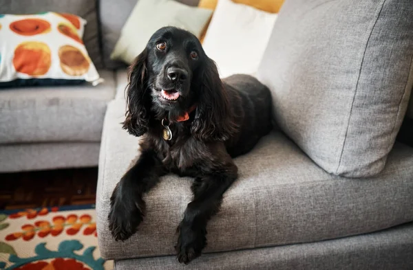 Relax Loyalty Pet Dog Sofa Lounge Home Domestic Pet Companion — Stock Photo, Image
