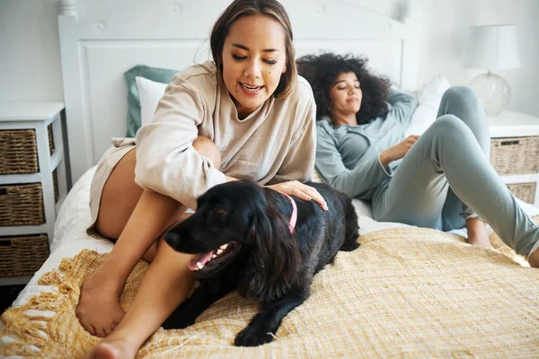 Dog, bed and gay couple play in home, morning and relax together in house. Pet, bedroom and lesbian women with animal sitting, bonding or having fun in healthy relationship, lgbtq connection and care.
