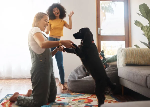 Teaching Trick Woman Dog Home Living Room Celebration Learning Development — Stock Photo, Image