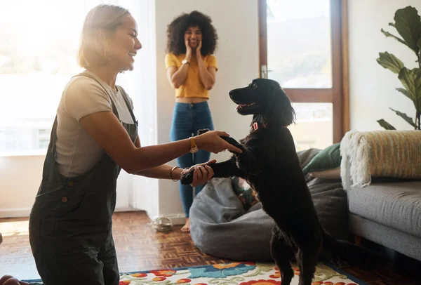 Woman, dance and happy dog in home, living room and teaching or learning a trick in development or growth in apartment. Training, pet and people in house with cocker spaniel, animal or bonding.