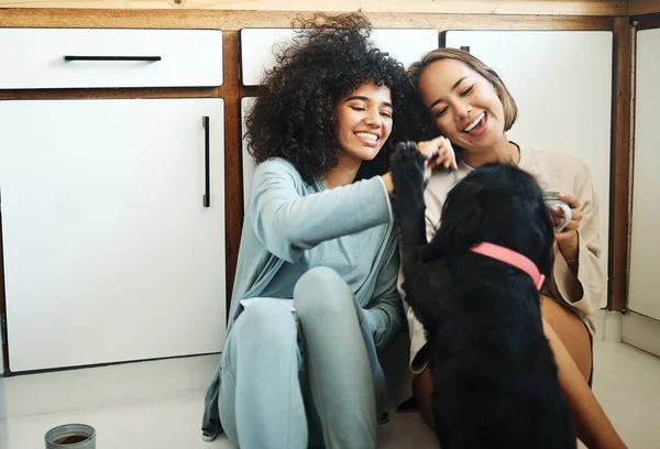 Happy, couple or friends with dog in kitchen, home or relax with coffee, drink and eating breakfast on the floor of apartment. Women, playing and pet or animal in house with love and care for puppy.