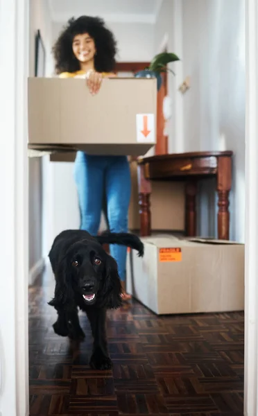 Nieuw Huis Intrekken Vrouw Met Box Hond Glimlach Onroerend Goed — Stockfoto