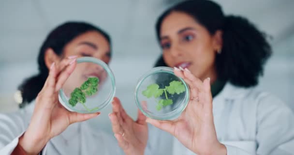 Boîte Pétri Feuilles Échantillon Avec Des Femmes Scientifiques Laboratoire Écologie — Video