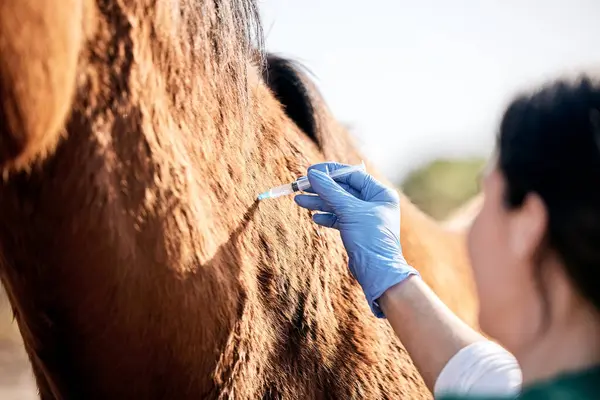 Vet, doctor and woman with injection for horse for medical examination, animal care and health check. Healthcare, needle and person on farm for inspection, wellness and veterinary treatment on ranch.