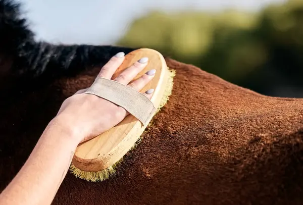 Pferd Reinigung Und Person Mit Bürste Auf Der Ranch Für — Stockfoto