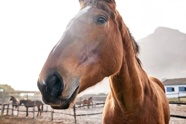 Horse, closeup and portrait outdoor on farm, countryside or nature in summer with animal in agriculture or environment. Stallion, pet or mare pony at stable fence for equestrian riding or farming.