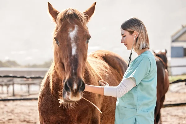 Horse doctor, stethoscope and listen at farm for health, care and inspection of animal in nature. Vet, nurse woman and equine healthcare expert in sunshine, countryside or help to check for wellness.