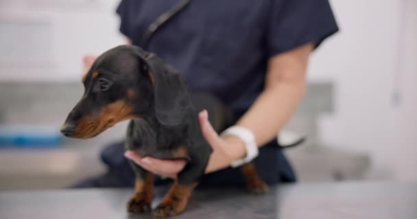 Manos Cachorro Estetoscopio Con Una Mascota Veterinario Para Una Respiración — Vídeos de Stock