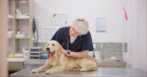 Vertrauen Hund Und Frau Oder Tierarzt Mit Stethoskop Für Die — Stockvideo