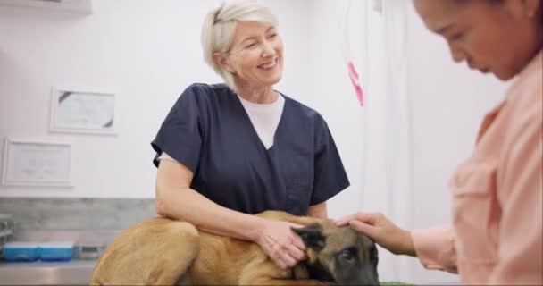 Veterinario Cane Persone Felici Parlanti Medico Animale Maturo Infermiere Consulenza — Video Stock