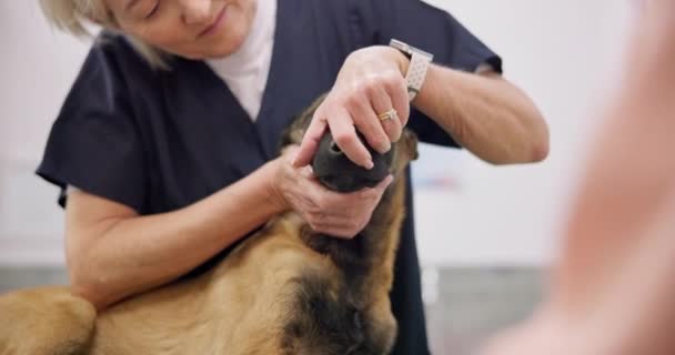 ベット 犬の口および成熟した女性は 動物の歯 口腔の健康または歯科医学的援助 診療サービスまたはヘルスケアをチェックします ペットの評価試験 獣医のサポート 病院の獣医試験 — ストック動画