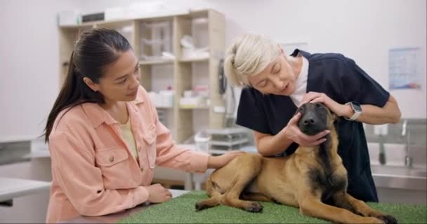 Hund Kontroll Och Kvinna Med Senior Veterinär Ett Konsultrum För — Stockvideo