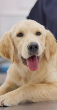 Mutlu, köpek ve labrador köpekleri veterinerde, klinikte ya da hastanede sağlık, aşı ya da sağlık kontrolü ile. Hayvan, hayvan ve Golden Retriever 'ın portresi masada veteriner veya hemşireyle..