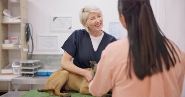 ベット 成熟した幸せな女性が話し コンサルティングし 医療援助 健康診療 ヘルスケアを介してチャットします 動物の癒し 獣医の相談 またはクライアントと話す病院の獣医 — ストック動画