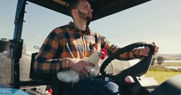 Chicken Farmer Thinking Tractor Agriculture Transport Farming Poultry Nature Field — Stock Video