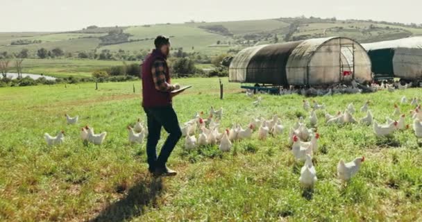 動物の健康 持続可能な農業のための分野の鶏 農場および男 チェックリスト エコロジー 家禽のための家畜と歩く — ストック動画