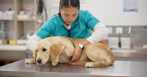 Ветеринар Стетоскоп Больная Собака Столе Консультации Медицинской Консультации Страхования Ухода — стоковое видео