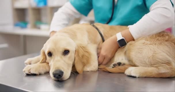 상담을위한 수의사와 테이블에 전문적인 도움을 병원에서 수의사 Labrador 강아지 — 비디오