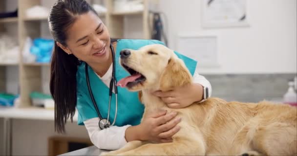 兽医和快乐的小狗在桌子上咨询 医疗建议和宠物护理保险 女兽医及拉布拉多犬在医院接受专业帮助 检查及动物诊所服务 — 图库视频影像
