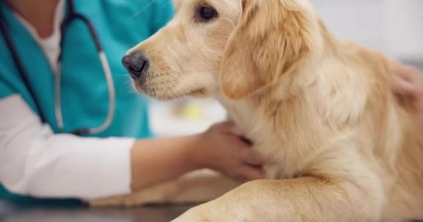 Счастливая Женщина Ветеринар Собака Столе Консультации Медицинских Консультаций Страхования Ухода — стоковое видео