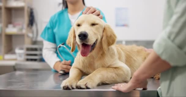 Glücklicher Hund Auf Dem Tisch Mit Frau Tierklinik Und Beratung — Stockvideo