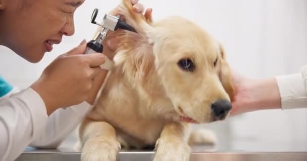 狗服务 耳朵和兽医与耳镜问题 听力测试或护理 医生和有设备检查或测试动物耳膜以进行保健和爱抚的妇女 — 图库视频影像