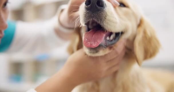 Chien Check Dents Vétérinaire Pour Les Soins Dentaires Soins Santé — Video