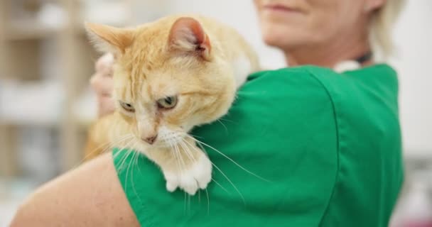 Κτηνίατρος Γιατρός Γάτα Αγκαλιά Για Υγειονομική Περίθαλψη Ιατρική Αξιολόγηση Υγειονομικός — Αρχείο Βίντεο