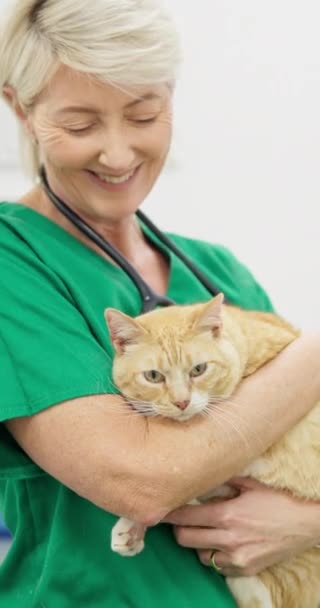 Veteriner Doktor Kediyi Sağlık Tıbbi Değerlendirme Veterinerde Sağlık Kontrolü Için — Stok video