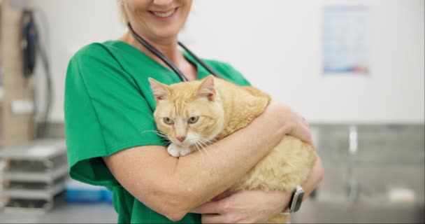 医生或猫抱在怀里 带着微笑为兽医进行医疗 医疗评估或健康检查 在医院或诊所接受宠物 妇女或健康 疾病或疫苗咨询 — 图库视频影像