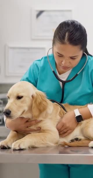 兽医和医生与狗 听诊器和病人检查 保健和医疗 动物诊所 拉布拉多犬和用于治疗的呼吸 用于检查 护理或信任的肺和宠物病毒 — 图库视频影像