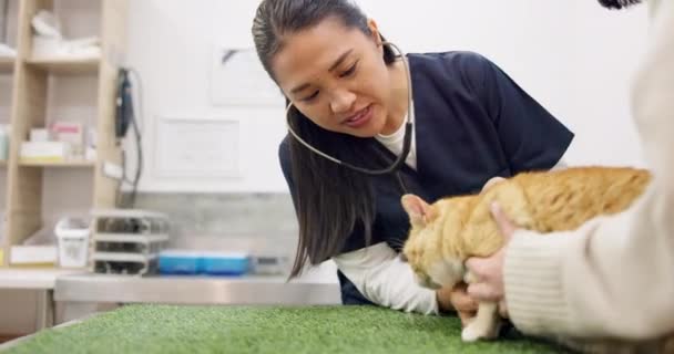 Kattveterinär Klient Och Kvinna Med Stetoskop Lyssnar Hjärtslag Andning Eller — Stockvideo