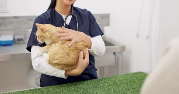 兽医和携带猫的妇女在诊所或医院接受咨询 宠物猫和医疗专业人员 医生或兽医的特写 检查或动物治疗 — 图库视频影像