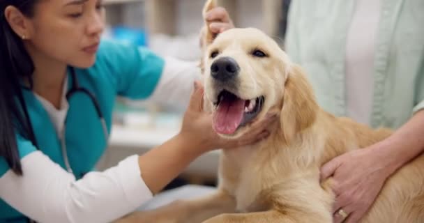 Vrouw Hond Dierenarts Controleren Oren Tafel Voor Overleg Medisch Advies — Stockvideo