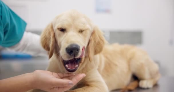 Pes Jíst Veterinář Jídlem Ruce Klinice Nemocnice Nebo Klidný Domácí — Stock video