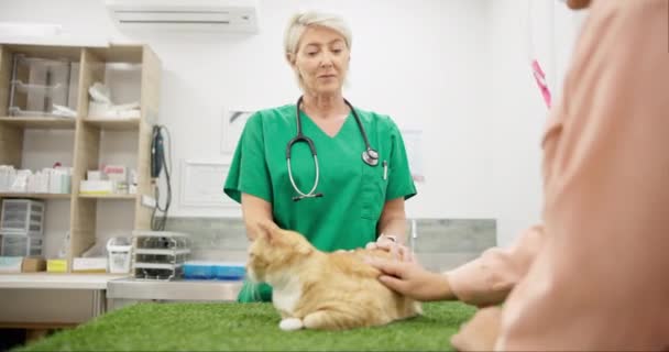 健康についてのコミュニケーションや相談のためのペットと人との会話 サービス ヘルスケア ディスカッション 成熟した動物の医師は 結果や猫の手術についてオーナーに話します — ストック動画