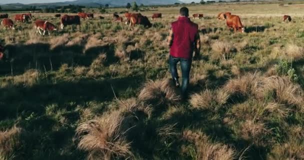 采购产品农村 农业和人与奶牛 农业和自然与风景 可持续性和工业 农民和带着动物的人 户外和带着牲畜 环境和牛散步 — 图库视频影像