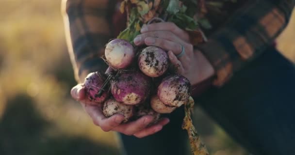 Mãos Cebolas Agricultura Com Pessoa Closeup Livre Para Agricultura Sustentabilidade — Vídeo de Stock