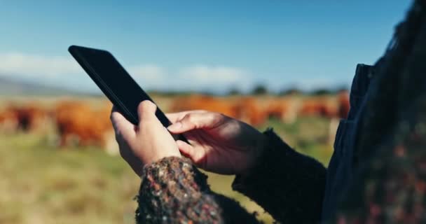 Фермер Телефон Крупный Рогатый Скот Поле Сельского Хозяйства Экологически Чистый — стоковое видео