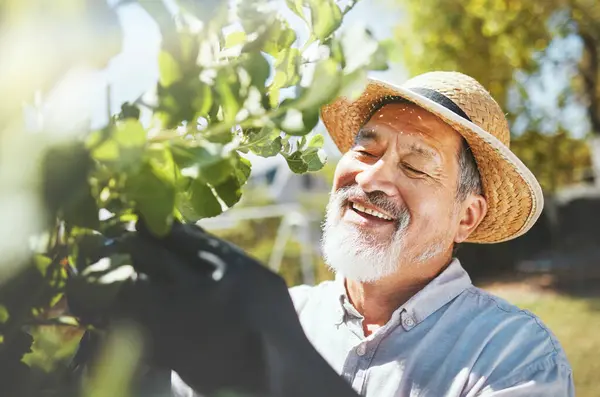 Man Gardening Check Leaves Plants Thinking Growth Analysis Smile Agriculture — Stock Photo, Image